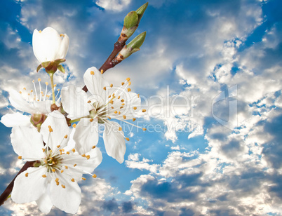 Cherry blossoms against a background of cloudy sky.