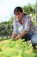 a 30 years old woman lifting a lettuce in a kitchen garden