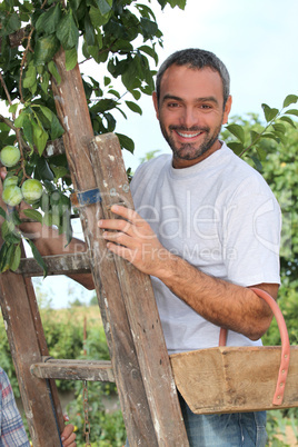 man gathering fruits