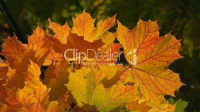 Ahornblätter in Herbstfärbung