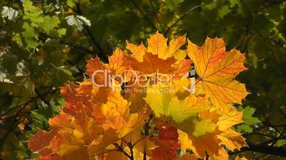 Ahornblätter in Herbstfärbung