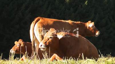Limousin-Rinder