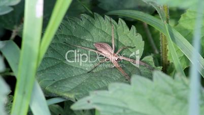 Listspinne /  Nursery web spider