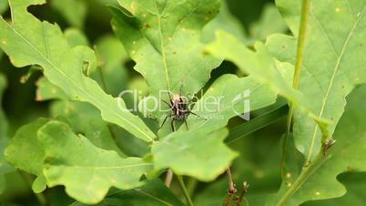 Wolfsspinne / Wolf spider