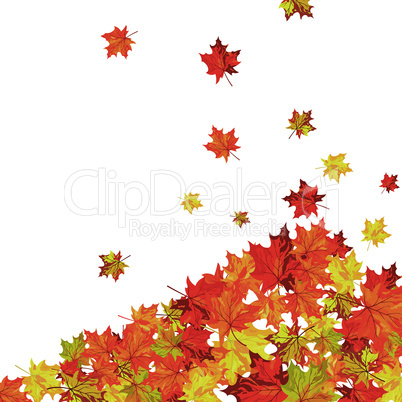 Autumn maple