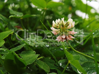 Kleeblüte im Regen / Clover flower in the rain