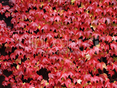 rote Weinblätter / red vine leaves