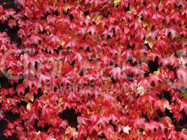 rote Weinblätter / red vine leaves