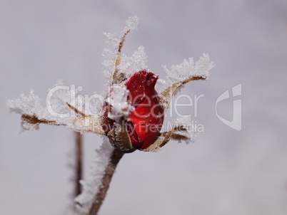 Rosenknospe mit Eiskristallen / Rose bud with ice crystals
