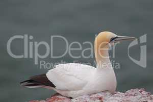 Basstölpel (Morus bassanus); Northern Gannet (Morus bassanus)