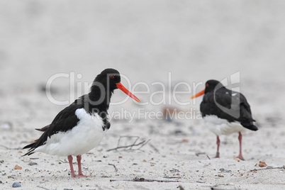 Austernfischer (Haematopus ostralegus); Eurasian Oystercatcher (Haematopus ostralegus)