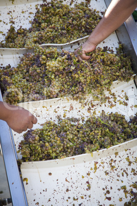 Workers Processing White Wine Grapes at a Vineyard