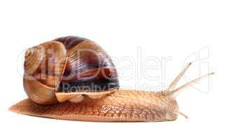 Snail on white background