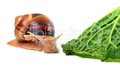 Snail and savoy cabbage leaf