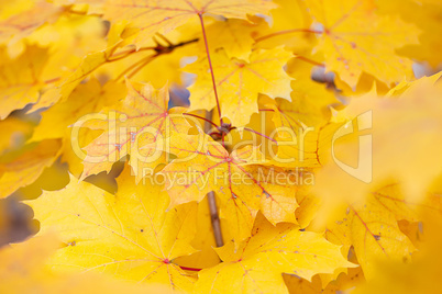 Buntes Herbstlaub