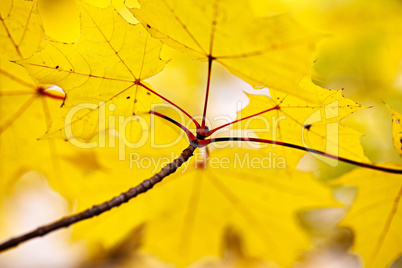 Buntes Herbstlaub