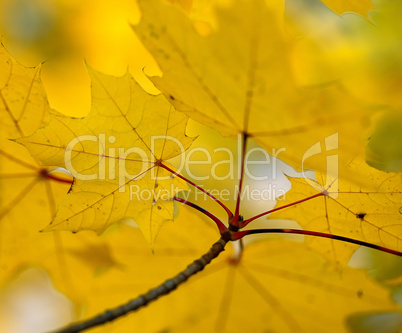 Buntes Herbstlaub