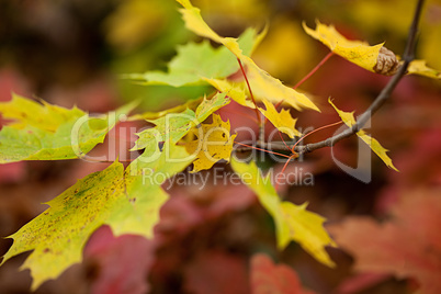 Buntes Herbstlaub