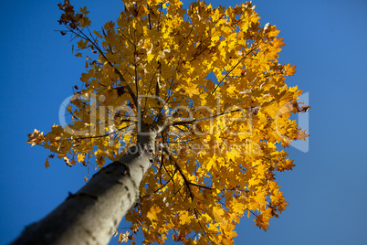 Buntes Herbstlaub