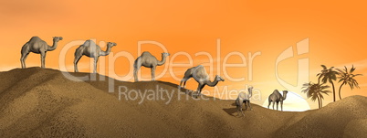 Camels in the desert