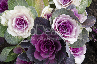 Decorative cabbage, Brassica oleracea var. acephala, in Japan