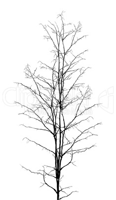 Leafless tree