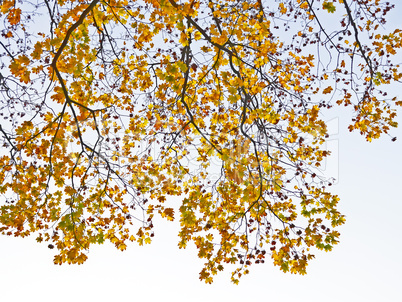 Autumn tree branches