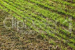 Edge of sown wheat fields close up