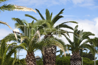 Palmen in Gruissan - Palm trees in Gruissan