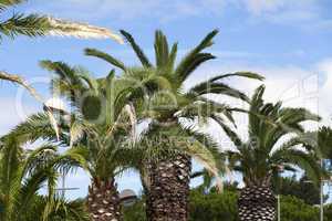 Palmen in Gruissan - Palm trees in Gruissan