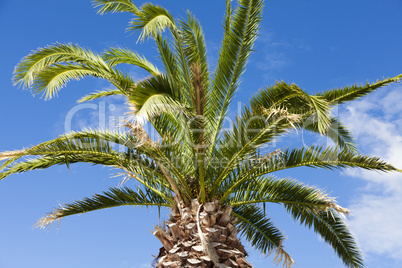 Palme als Nahaufnahme - Close-up of a palm tree
