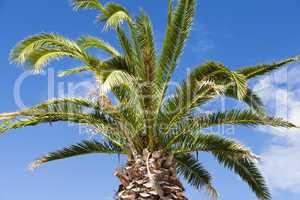 Palme als Nahaufnahme - Close-up of a palm tree