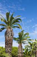 Palmen in Gruissan - Palm trees in Gruissan