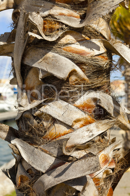 Stamm einer Palme - Trunk of a palm