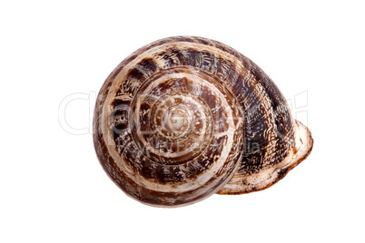 Escargot - Weinbergschnecke - Schneckengehäuse