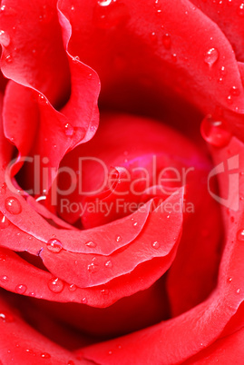 Red rose petals