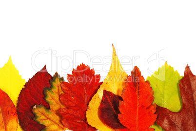 Autumn leaves