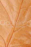 Brown autumn leaf texture