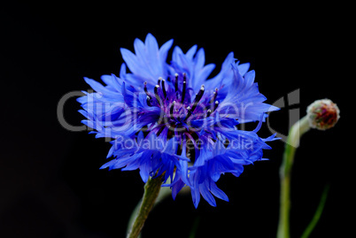 Beautiful cornflower