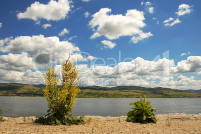 Danube riverbank