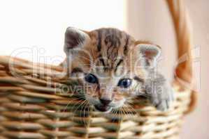 Adorable kitty in basket