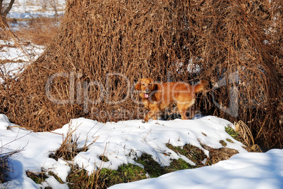 Dog enjoying at snow