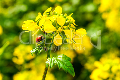 Marienkäfer auf Rapsblüte - Rapsfeld