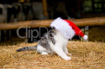 Kitten mit Weihnachtsmütze