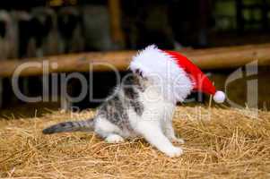 Kitten mit Weihnachtsmütze