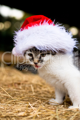 Kitten mit Weihnachtsmütze