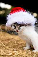 Kitten mit Weihnachtsmütze