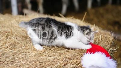 Kätzchen mit Weihnachtsmütze auf Heuhaufen