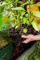 Junger gärtner pflanzt Paprika Pflanzen