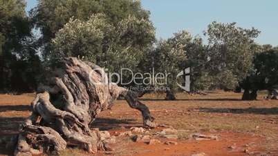 Wind blowing the leaves and branches of an olive tree